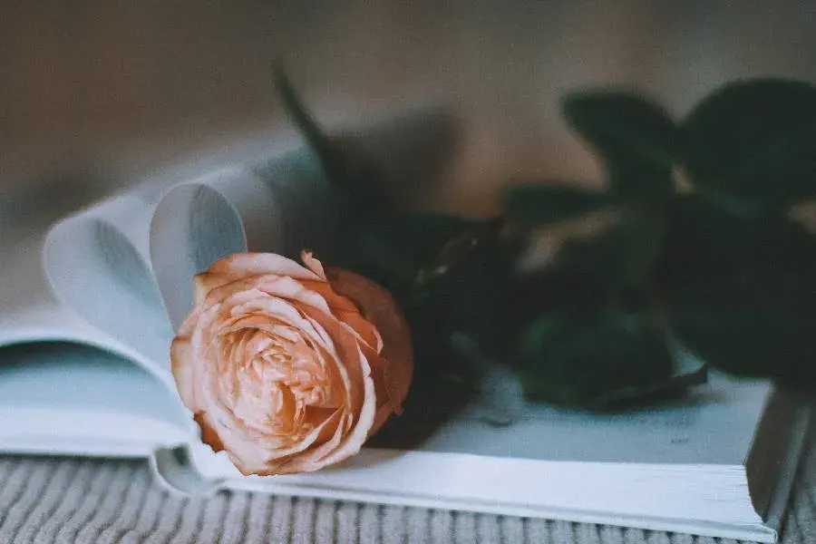Love and Life: Celebrate Your Valentine's Memories with a Gift from Kindred Tales